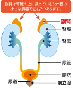 は 原発 性 と