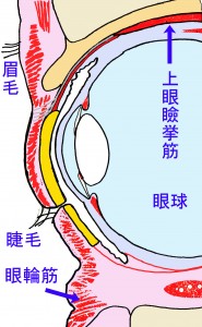 閉瞼時矢状断 - コピー